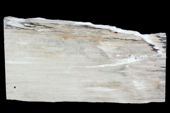 Petrified Wood Slice - Tom Miner Basin, Montana #104864